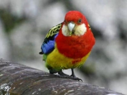 hjusnerki8 - parrots