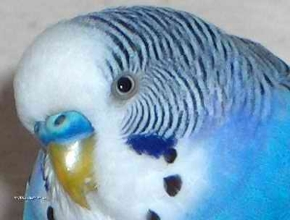 perus1 - parrots