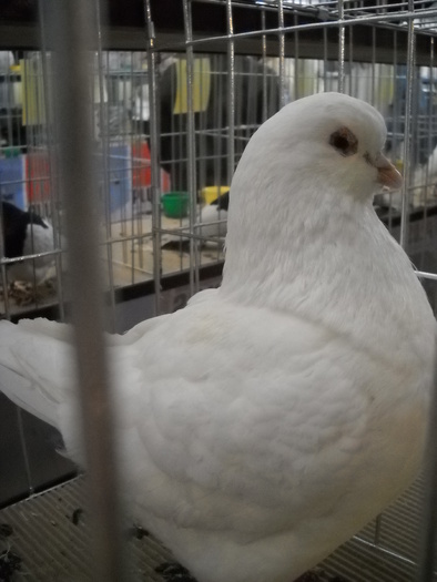 mai, da pe mine KING, nu ma fluieri?"