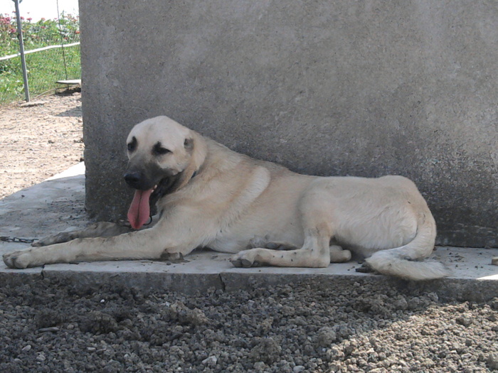 poze aur 466 - kangal 6-9luni