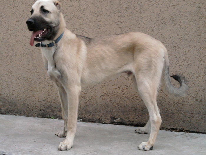 poze aur 455 - kangal 6-9luni