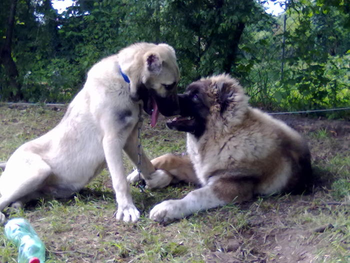 poze aur 441 - kangal 6-9luni