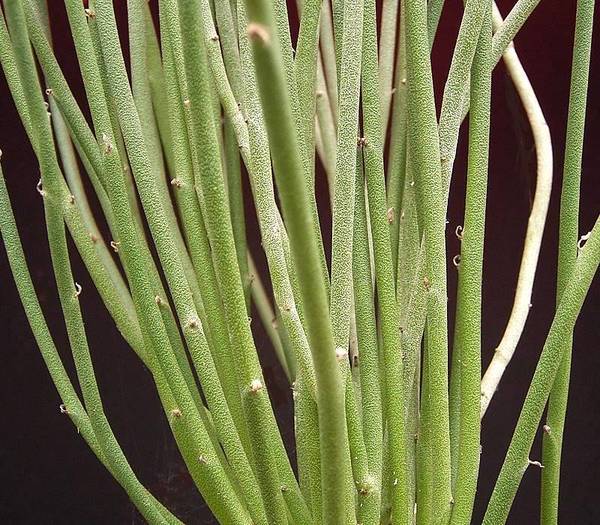 E antisyphilitica - EUPHORBIA - album foto 1
