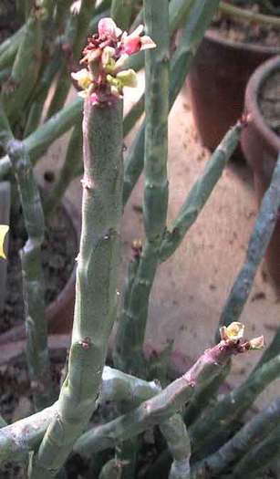 Euphorbia phosphorea - EUPHORBIA - album foto 1