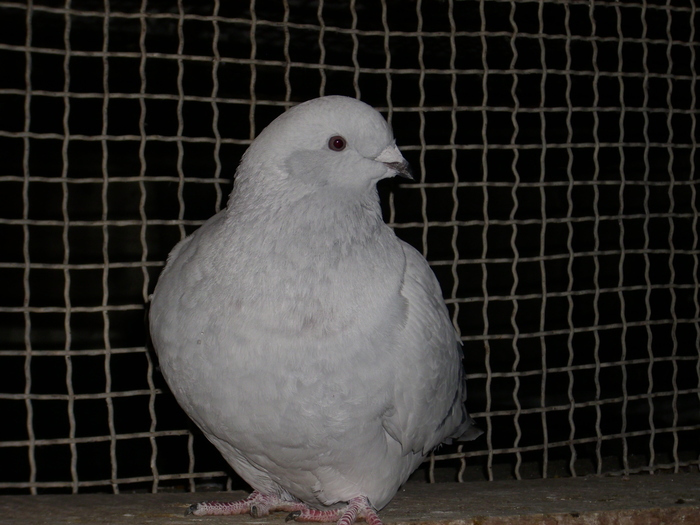  - FEMELE 2010