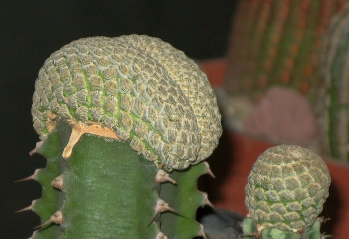 Euphorbia piscidermis fma. cristata -stanga si E. piscidermis - dreapta - EUPHORBIA - album foto 1