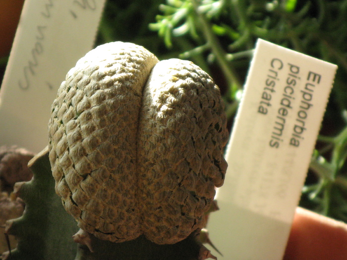 euphorbia piscidermis fma cristata - EUPHORBIA - album foto 1
