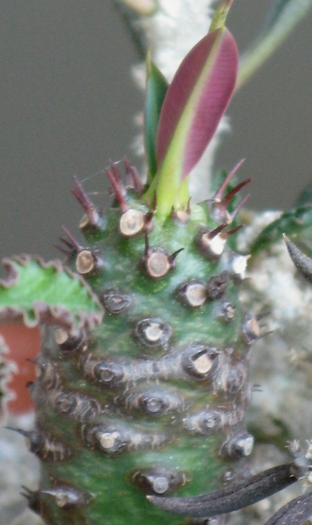 Euphorbia pachypodioides - EUPHORBIA - album foto 1