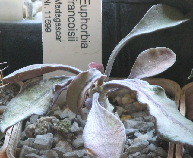Euphorbia francoisii Madagascar - EUPHORBIA - album foto 1