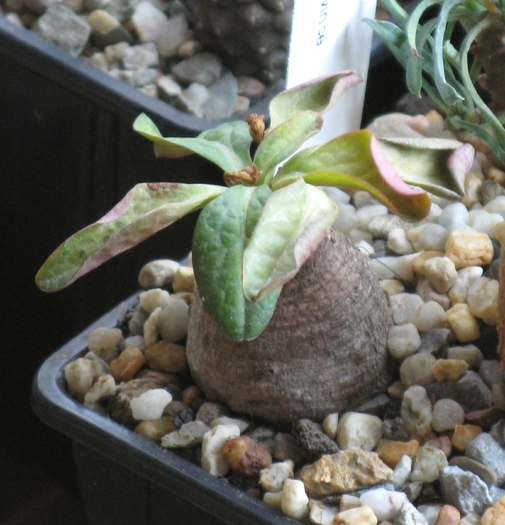 Euphorbia ecklonii - EUPHORBIA - album foto 1