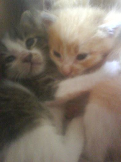 My cats (7)