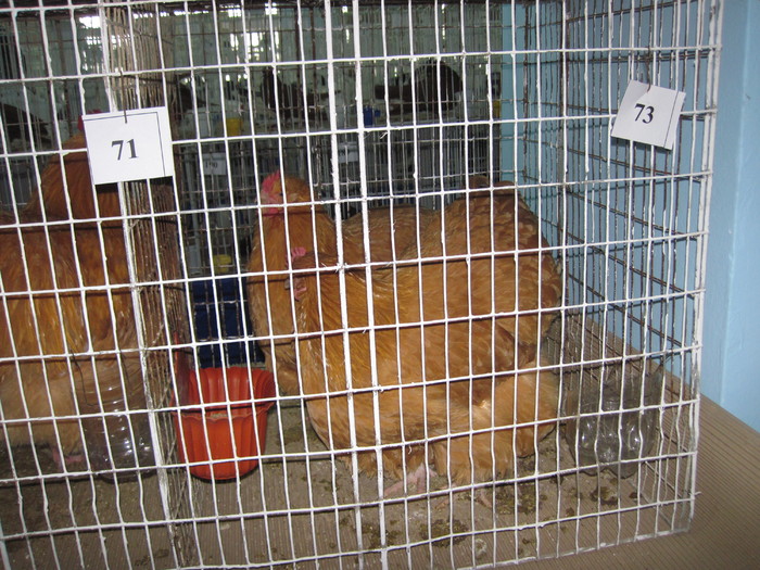 101 - 2010 Expo Arges Noiembrie