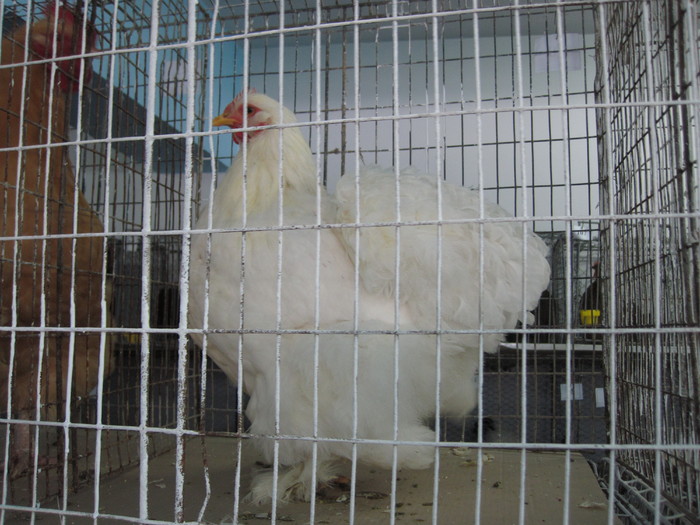 102 - 2010 Expo Arges Noiembrie