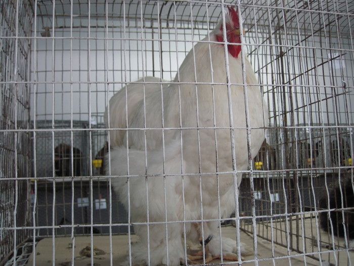 103 - 2010 Expo Arges Noiembrie