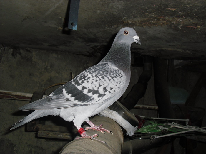 corodescu