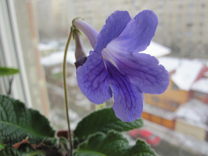 Streptocarpus daphne