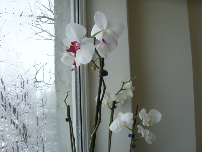 orhideele mele frumoase...iarna - FLORI 2010