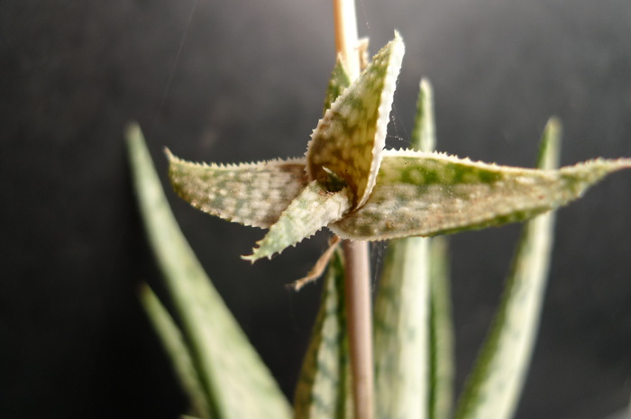 Aloe rauhii cv. 'Snowstorm' - rauhii