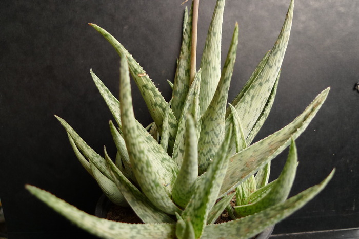 Aloe rauhii cv. 'Snowstorm'; Colectia Gino
