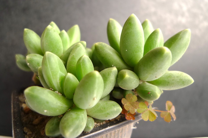 compactum - Pachyphytum