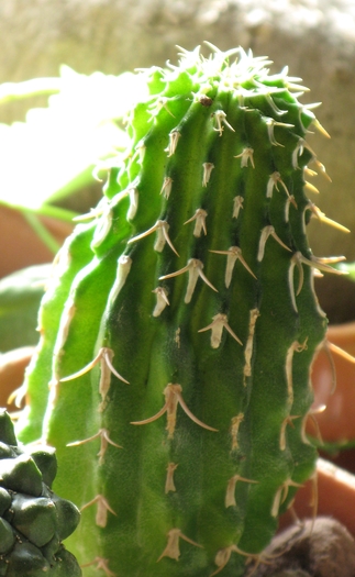E columnaris - EUPHORBIA - album foto 1