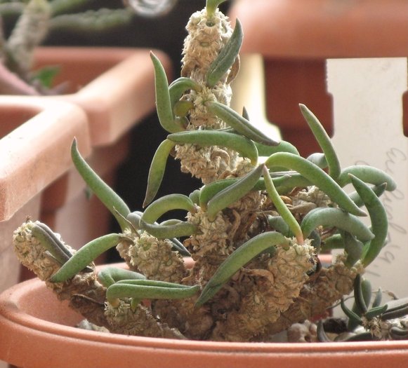Euphorbia cylindrifolia - EUPHORBIA - album foto 1
