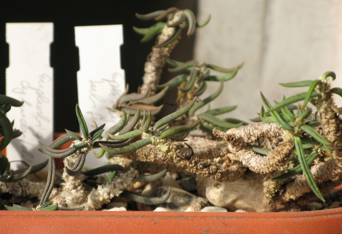 Euphorbia cylindrifolia ssp. tuberifera - EUPHORBIA - album foto 1