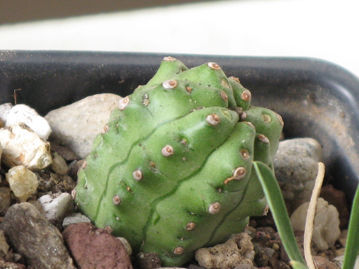 E. mosaica -pe radacina - EUPHORBIA - album foto 1