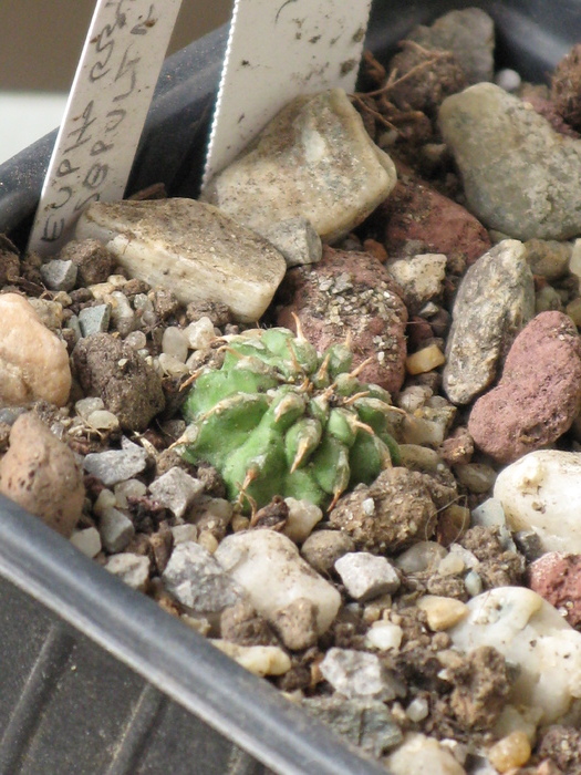 E. sepulta pe radacina, din seminte - EUPHORBIA - album foto 1