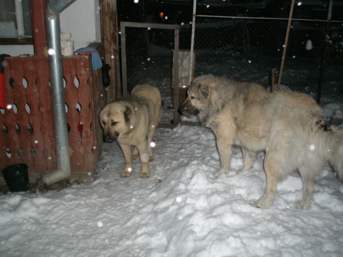 P1010260 - 1-a---- Paznicii mei Caucazian  si --- FEMELA  KANGAL--- catelusi kangal -VANDUTI