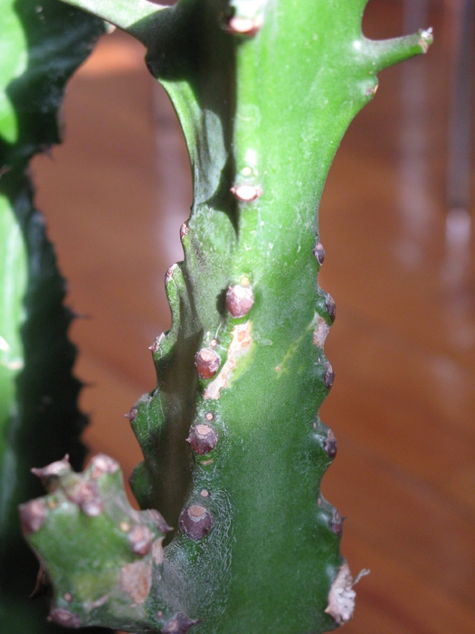 Euphorbia mayuranathani - EUPHORBIA - album foto 1