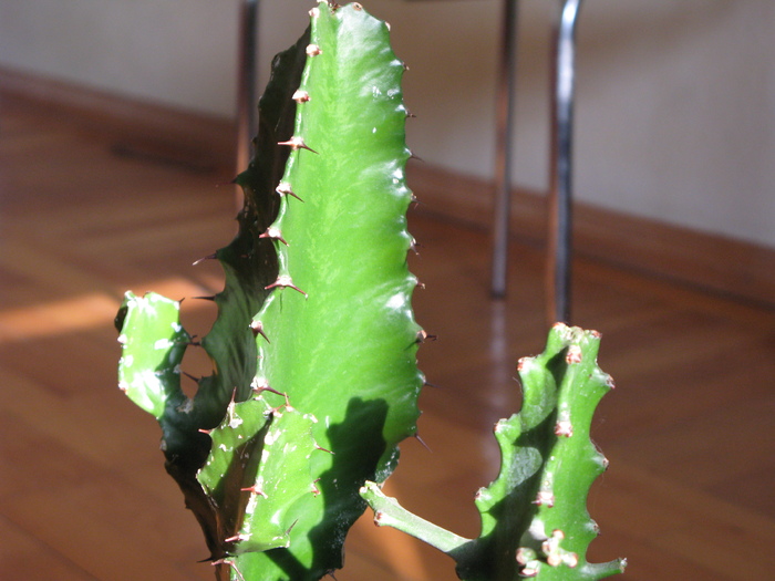 Euphorbia acrurensis - stanga - EUPHORBIA - album foto 1