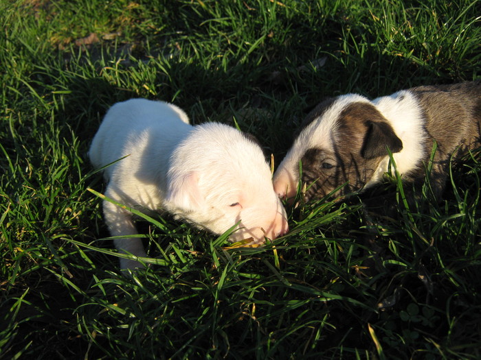 aIMG - vand pui BULL TERRIER ENGLEZ