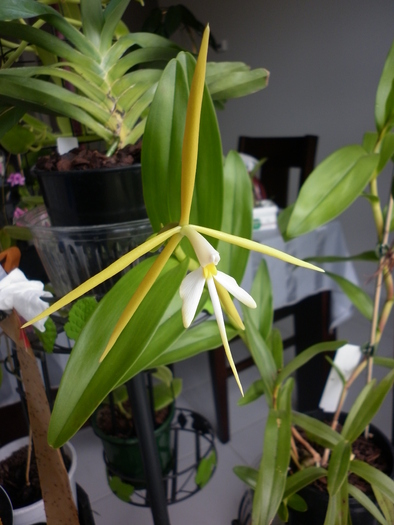 inflorita din nou - Epidendrum Nocturnum