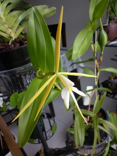  - Epidendrum Nocturnum