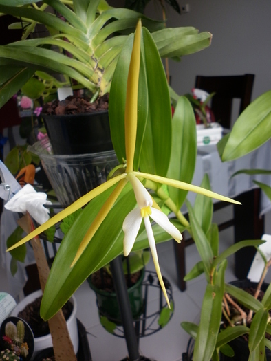  - Epidendrum Nocturnum