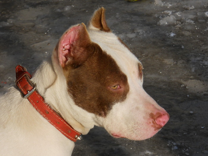 Picture 102 - Xara pitbull