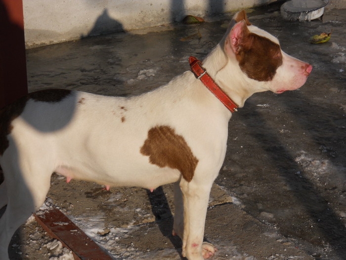 Picture 105 - Xara pitbull