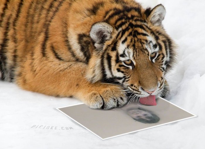 eu langa un tigru - poze cu mine