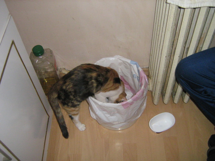 Caut in gunoi!!! - pisica mea SASSY