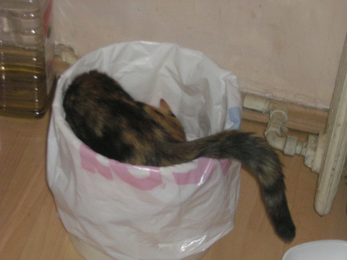 Sunt o mititica gunoiera!!! - pisica mea SASSY