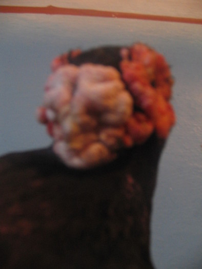 indian englez H 2004 M