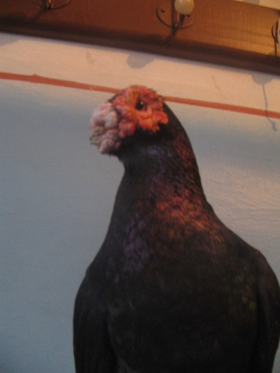 indian englez H 2004 M