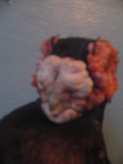 indian englez H 2004 M