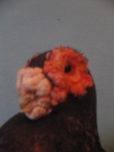 indian englez H 2004 M