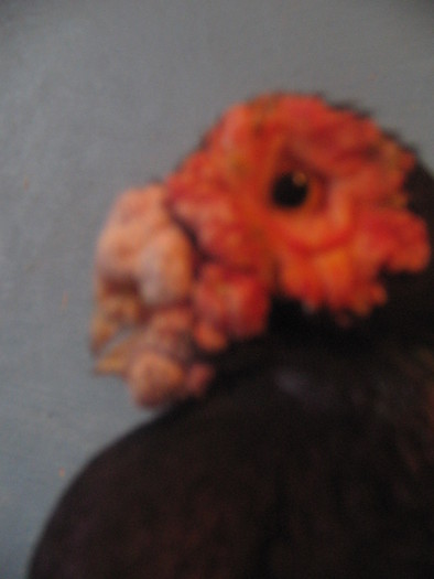 indian englez H 2004 M