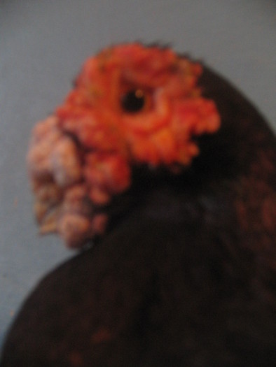 indian englez H 2004 M