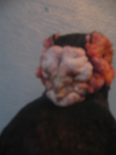 indian englez H 2004 M