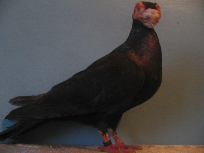 indian englez H 2004 M