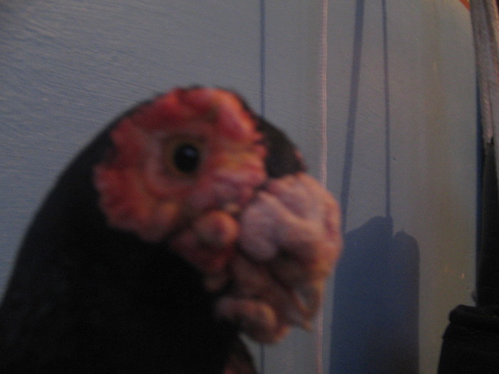 indian englez H 2004 M